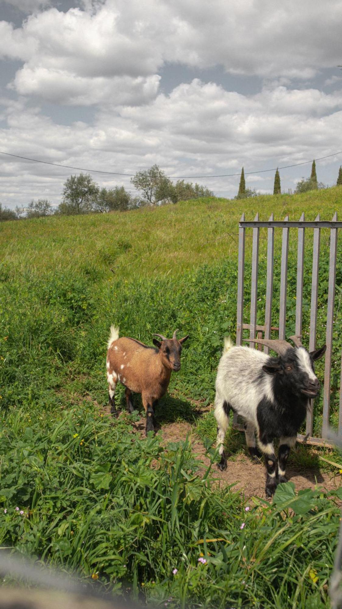 Herdade Do Charito Elvas Exterior photo